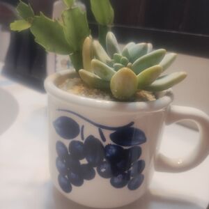 Succulent in Blue and White Ceramic Mug